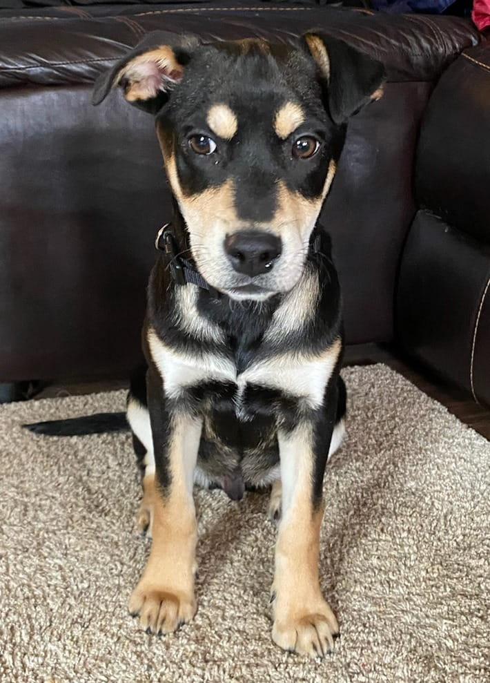 Cute black and tan dog sitting down indoors looking directly at the camera