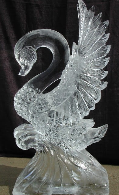 Ice Matters Single Swan